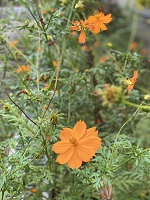 帯の関東仕立てと関西仕立て