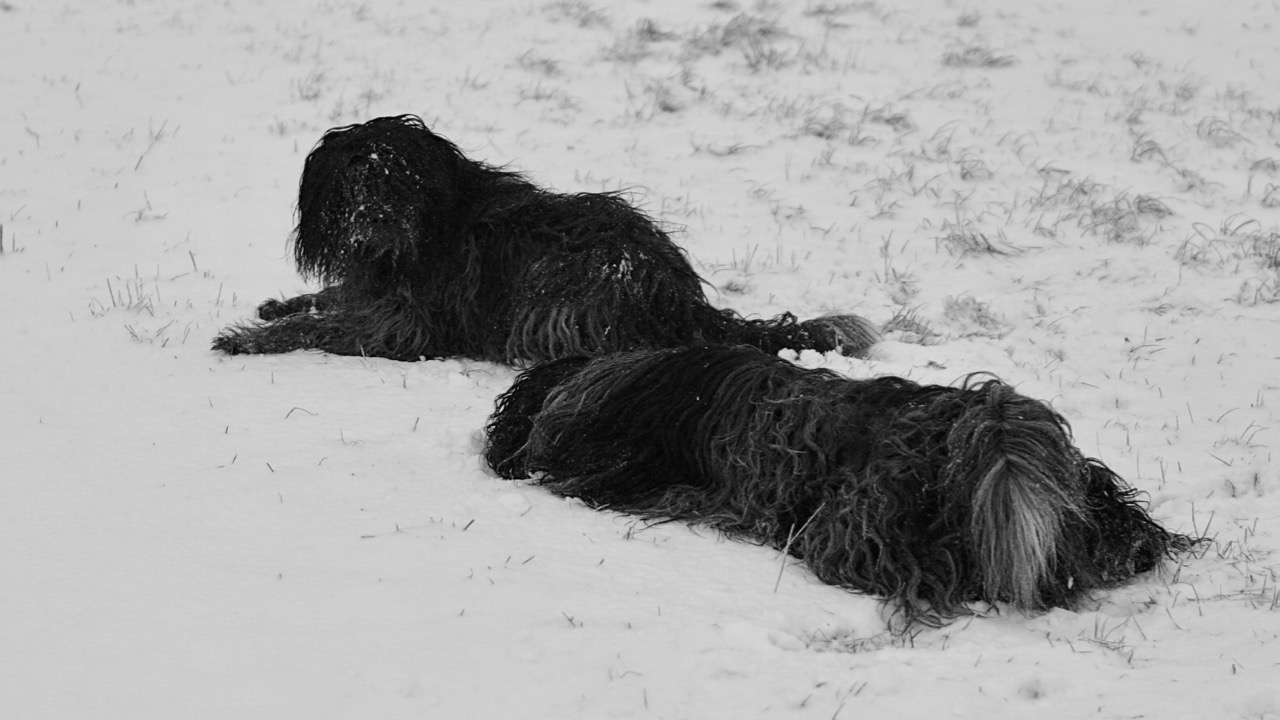 Im Schnee wälzen ist herrlich