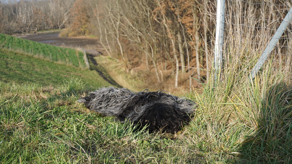 Cooper wälzt sich wieder mal im Gras