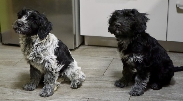 Jule (Bilea) und Biina beim Warten aufs Futter