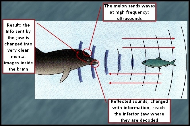 Echolocation - English