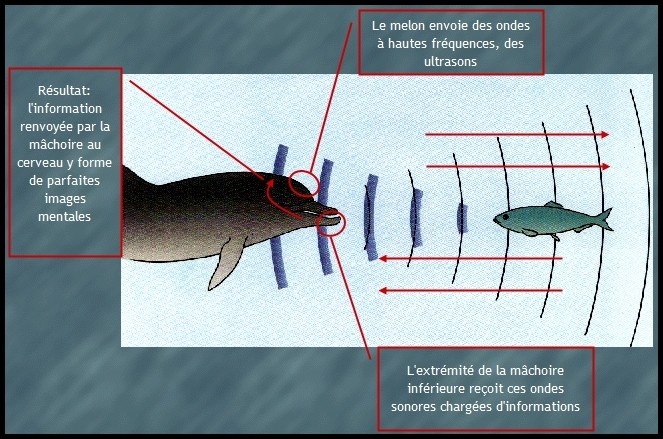 Echolocation - français