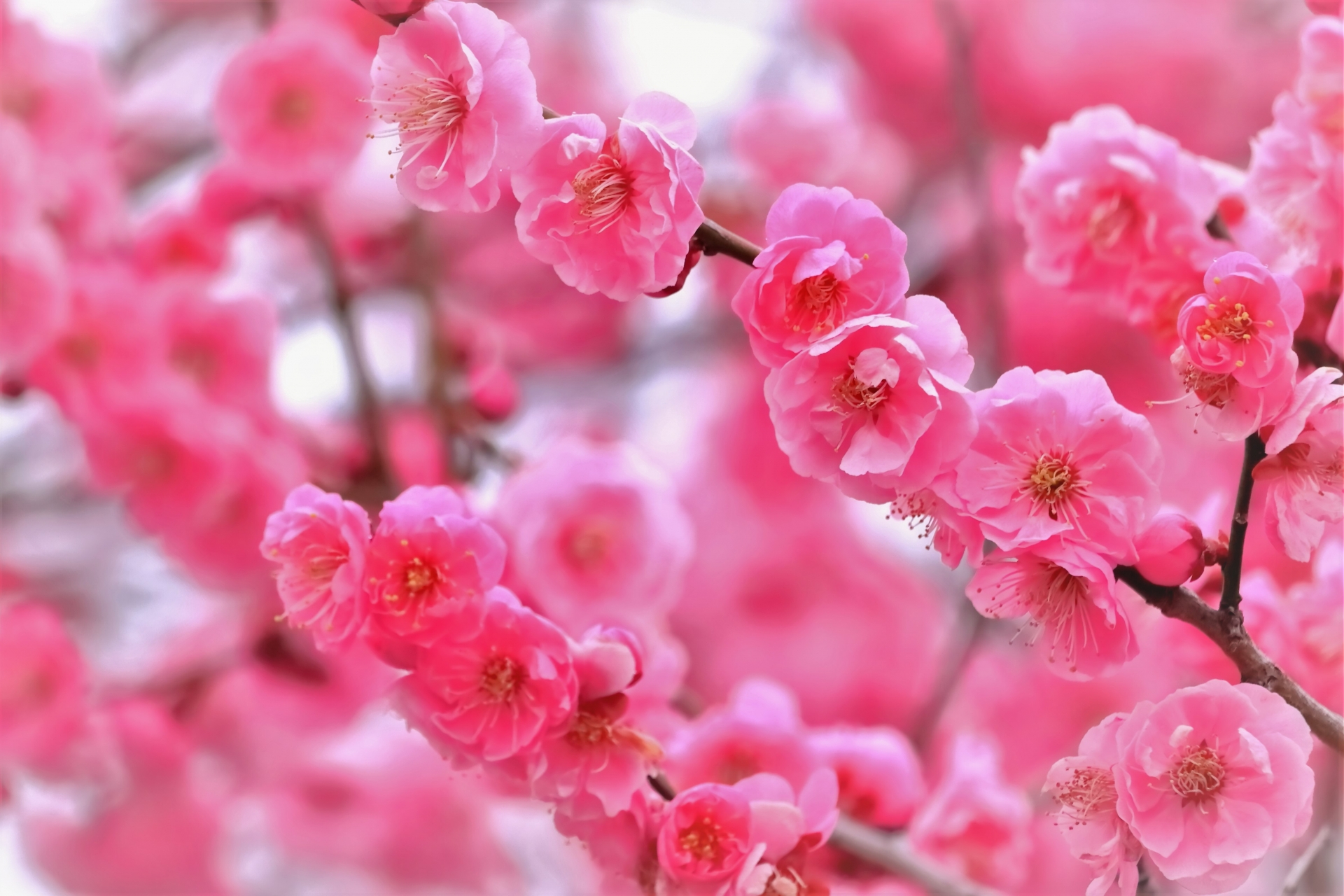 もう２月ですね