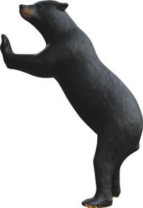 ours grimpant