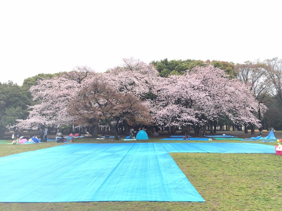 お花見ワイン会 代々木公園 ワイン会 ワインパーティー ソレイユ Soleil お花見ワイン会 代々木公園 ワイン会 ワインパーティー ソレイユ Soleil