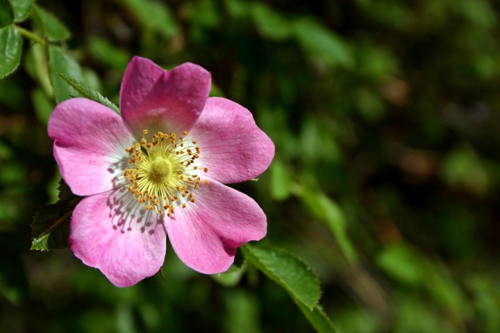 Heckenrose