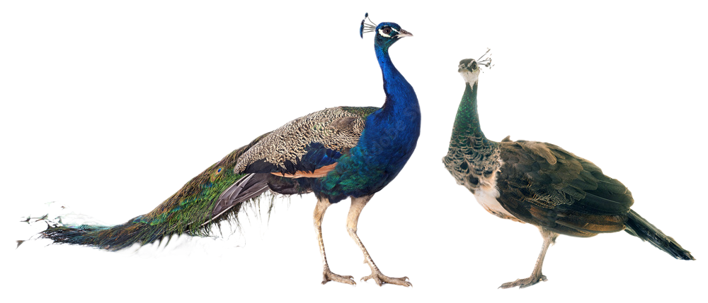 Kontakt - Website Roman Kilgus Haute Coiffure SalonJardin Baden-Baden