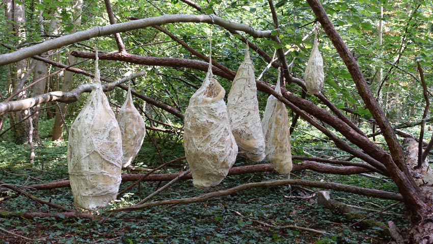 "Cocons" 2022