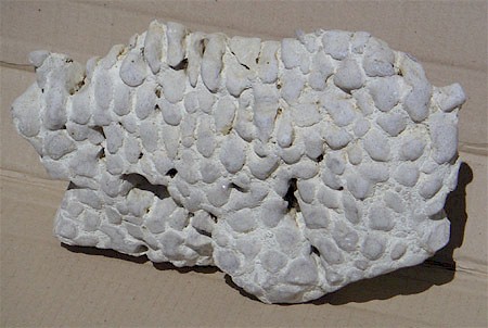 riffkoralle_scleratinia_calumophyllia_rohstueck