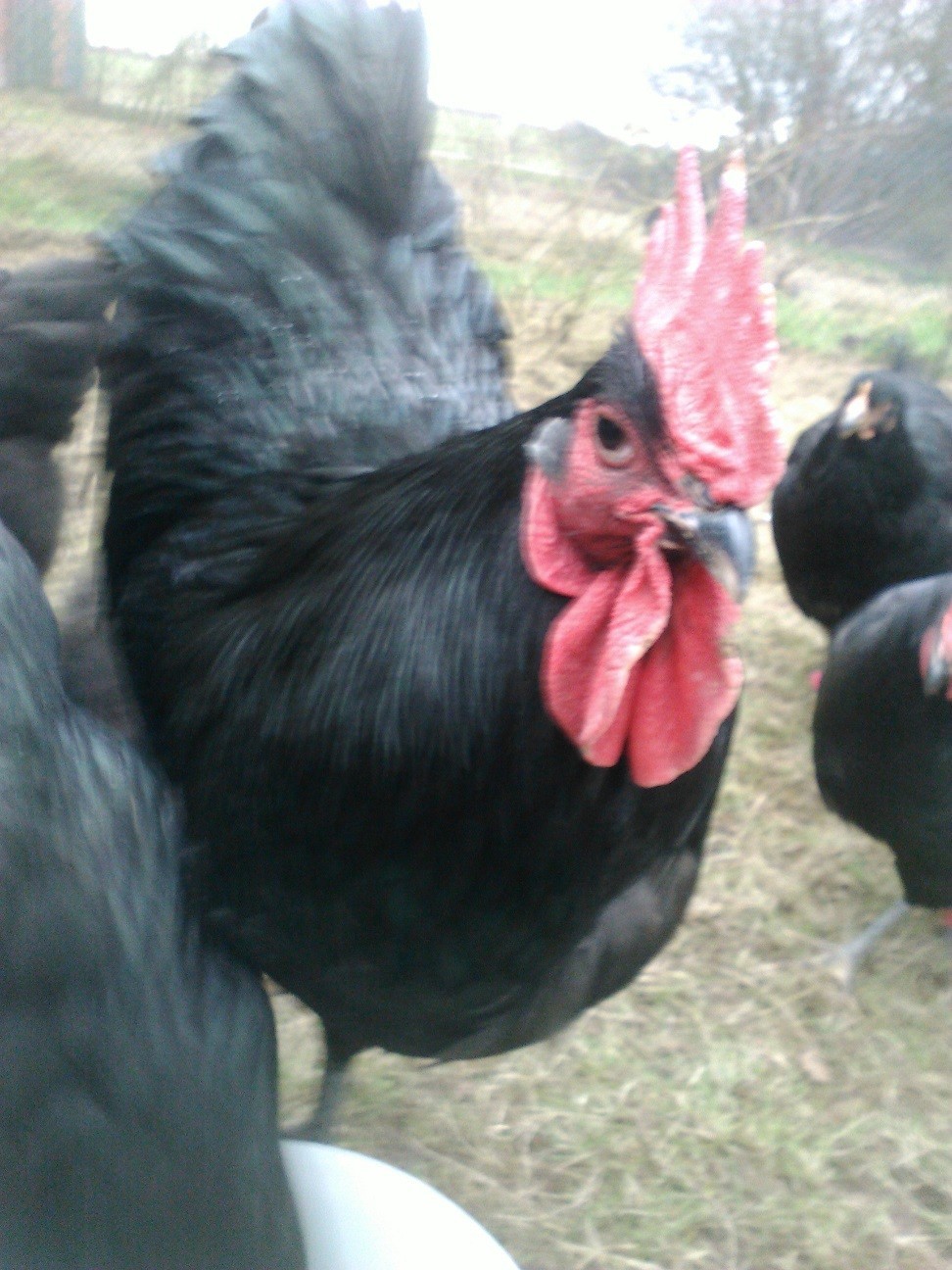 Jersey Giants in schwarz - Hof-Juesven - Hobby ...