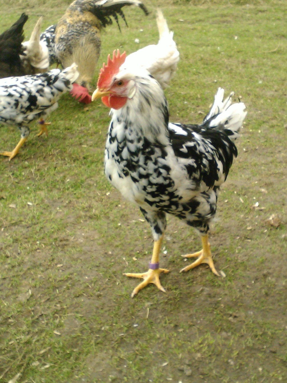 Leghorn Exchequer HofJuesven HobbyHühnerhaltung mit Herz!