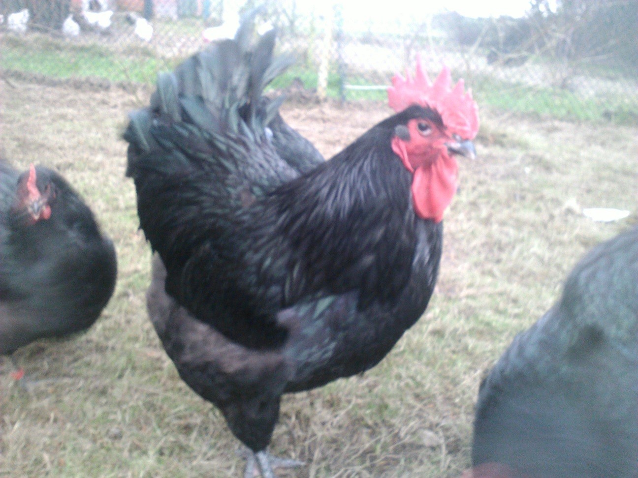 Bruteier von Jersey Giants, schwarz - Hof-Juesven - Hobby ...