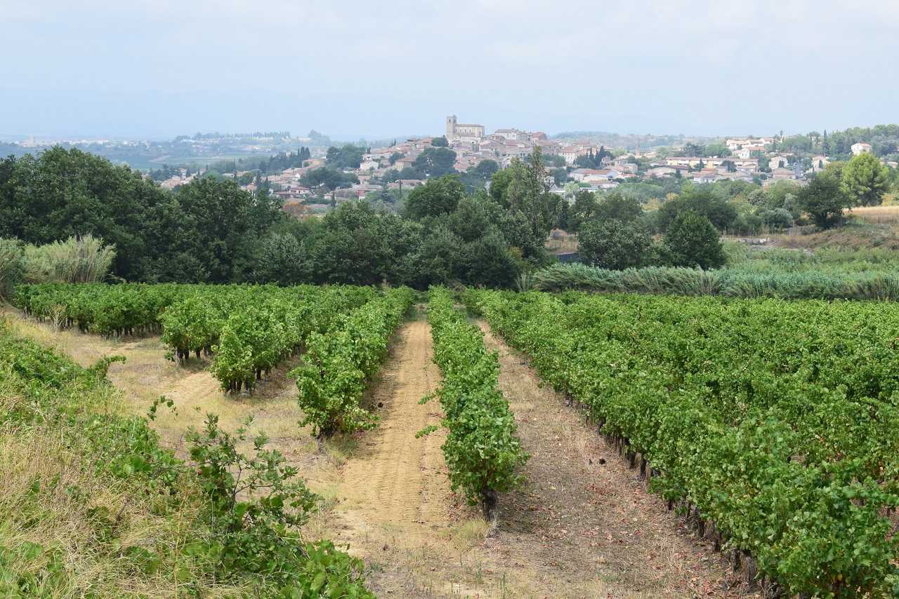 Oenotourisme et spiritourisme dans l'Hérault