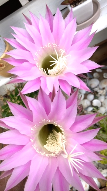 サボテンの花