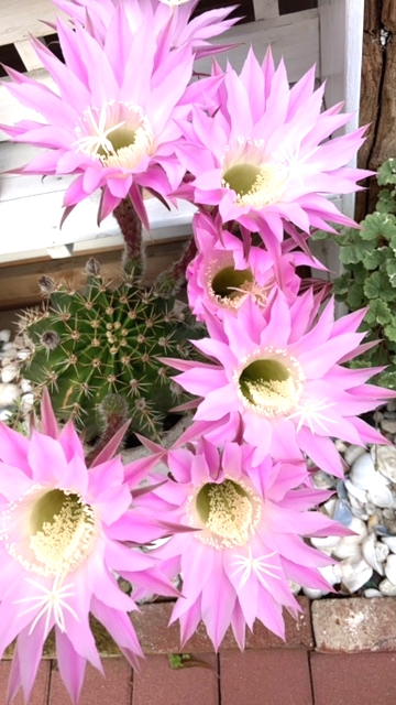 サボテンの花