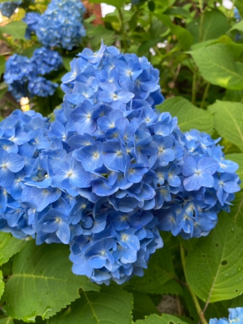 庭先でのひと時。