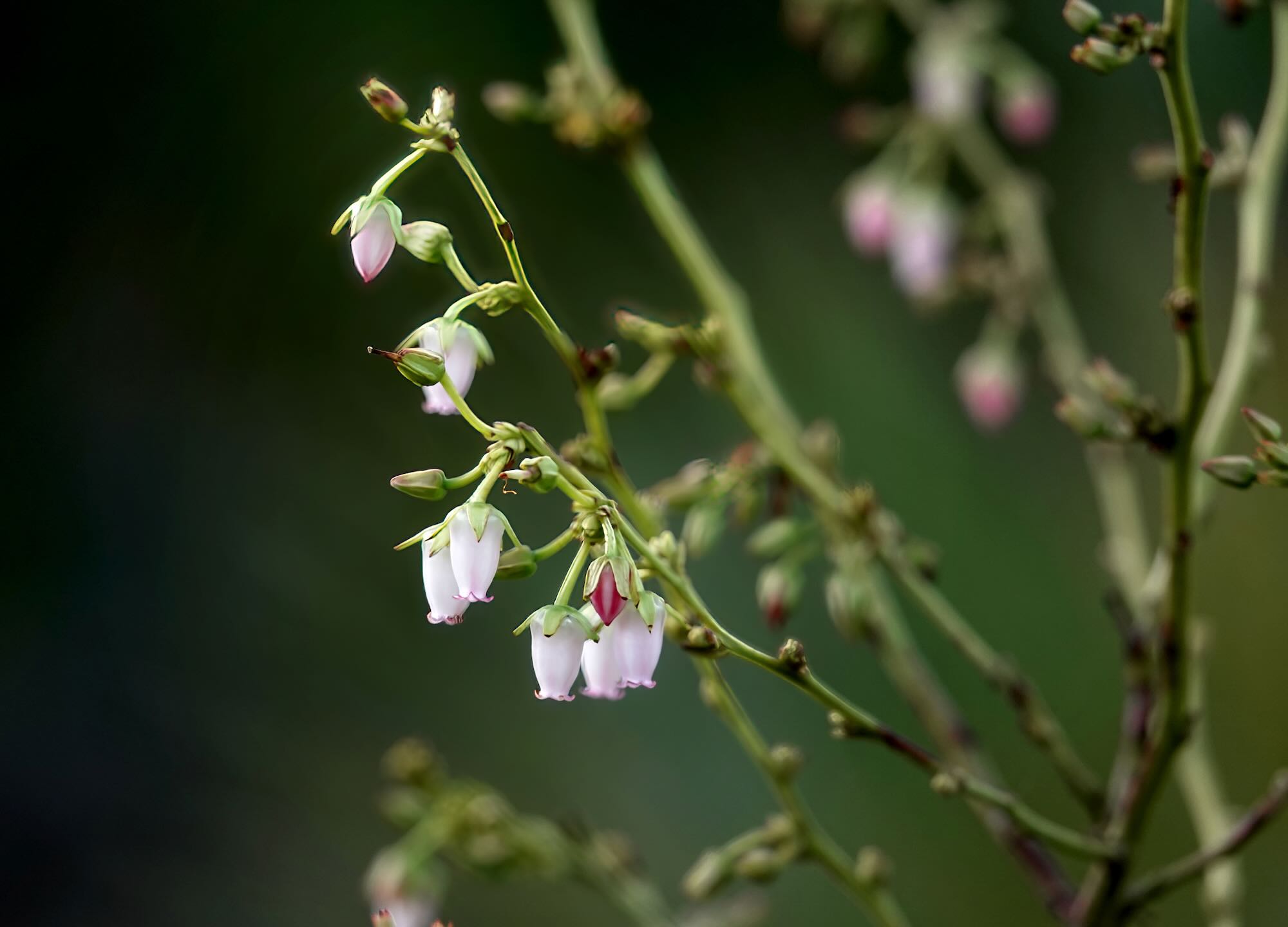 Lyonia, Photo by Dave Cottrill