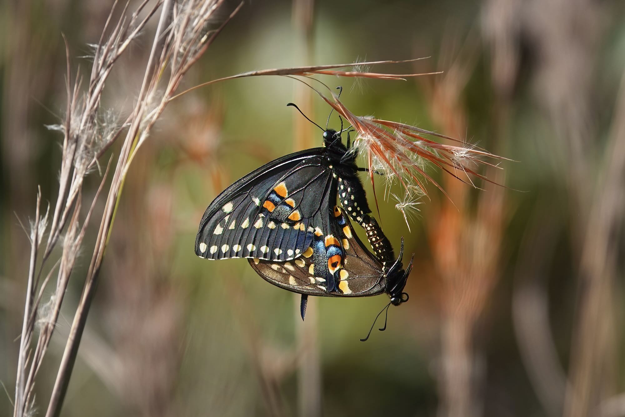 Black Swallowtail, Photo by Dave Cottrill