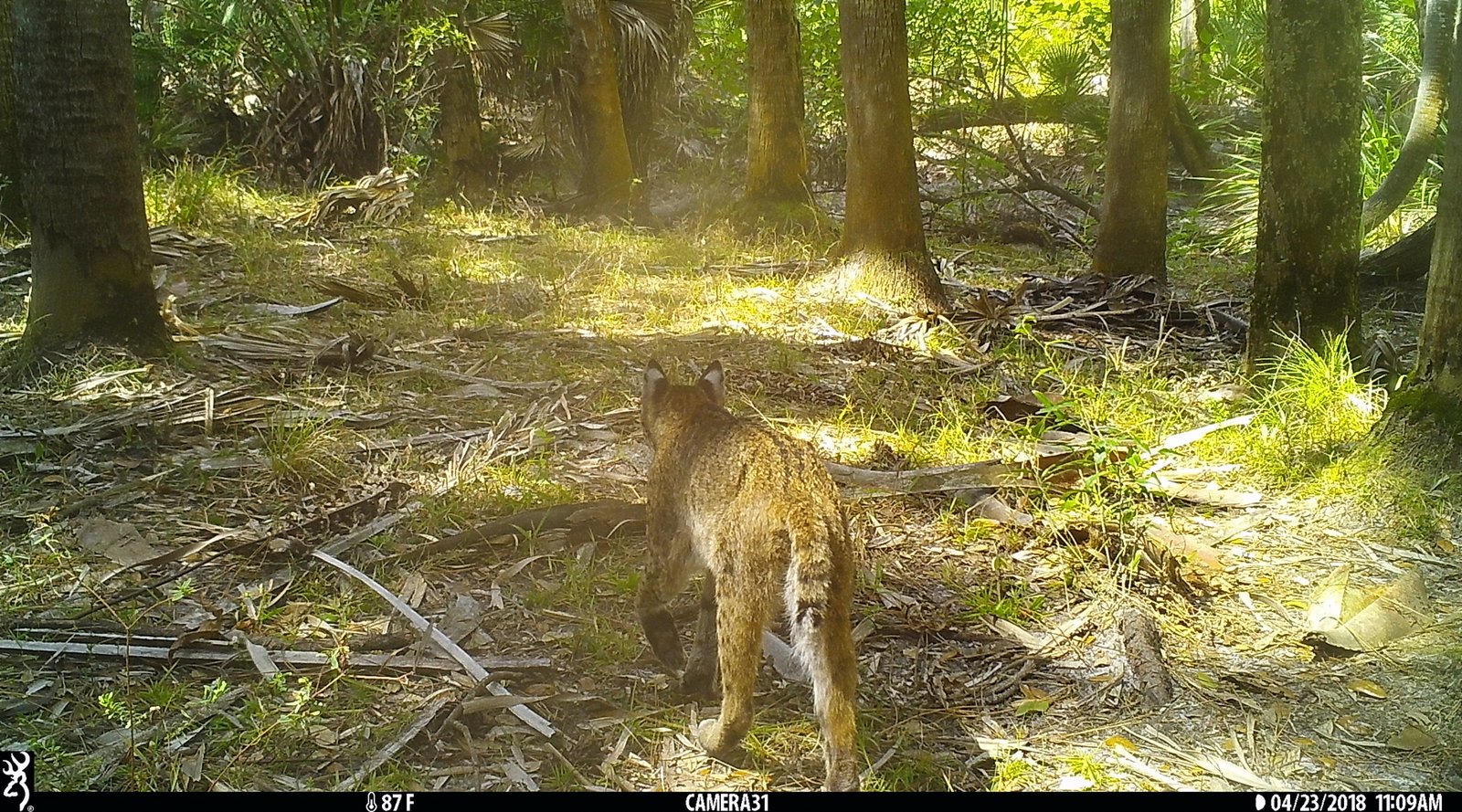 Deployed trail cameras and posted images on our websites