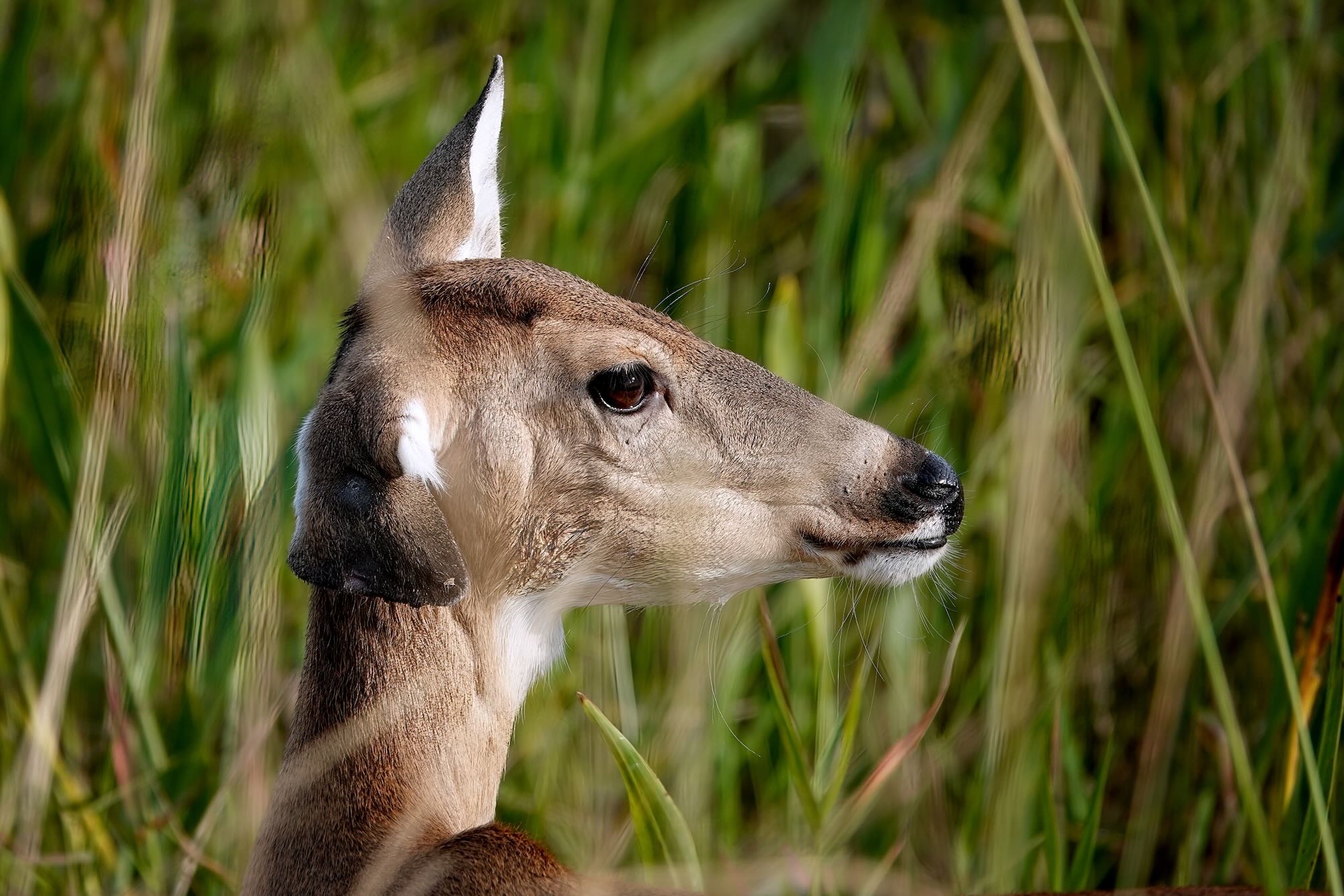 Doe, Photo by Dave Cottrill
