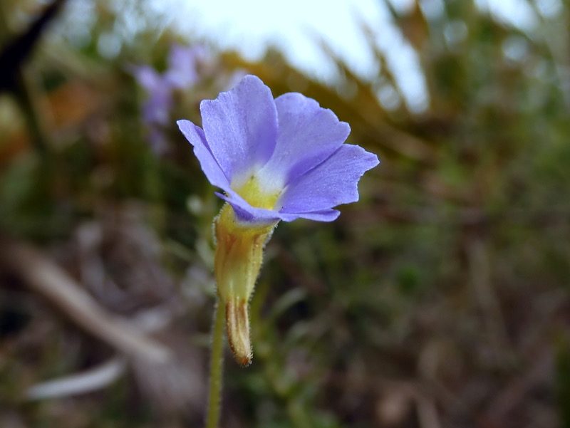 small butterwort