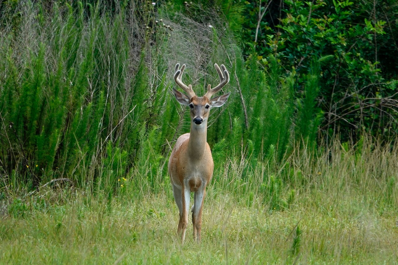 Photo by Dave Cottrill