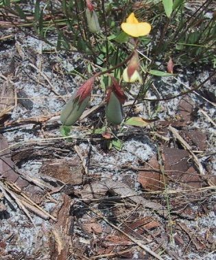 Rabbit Bells--Crotalaria rotundifolia