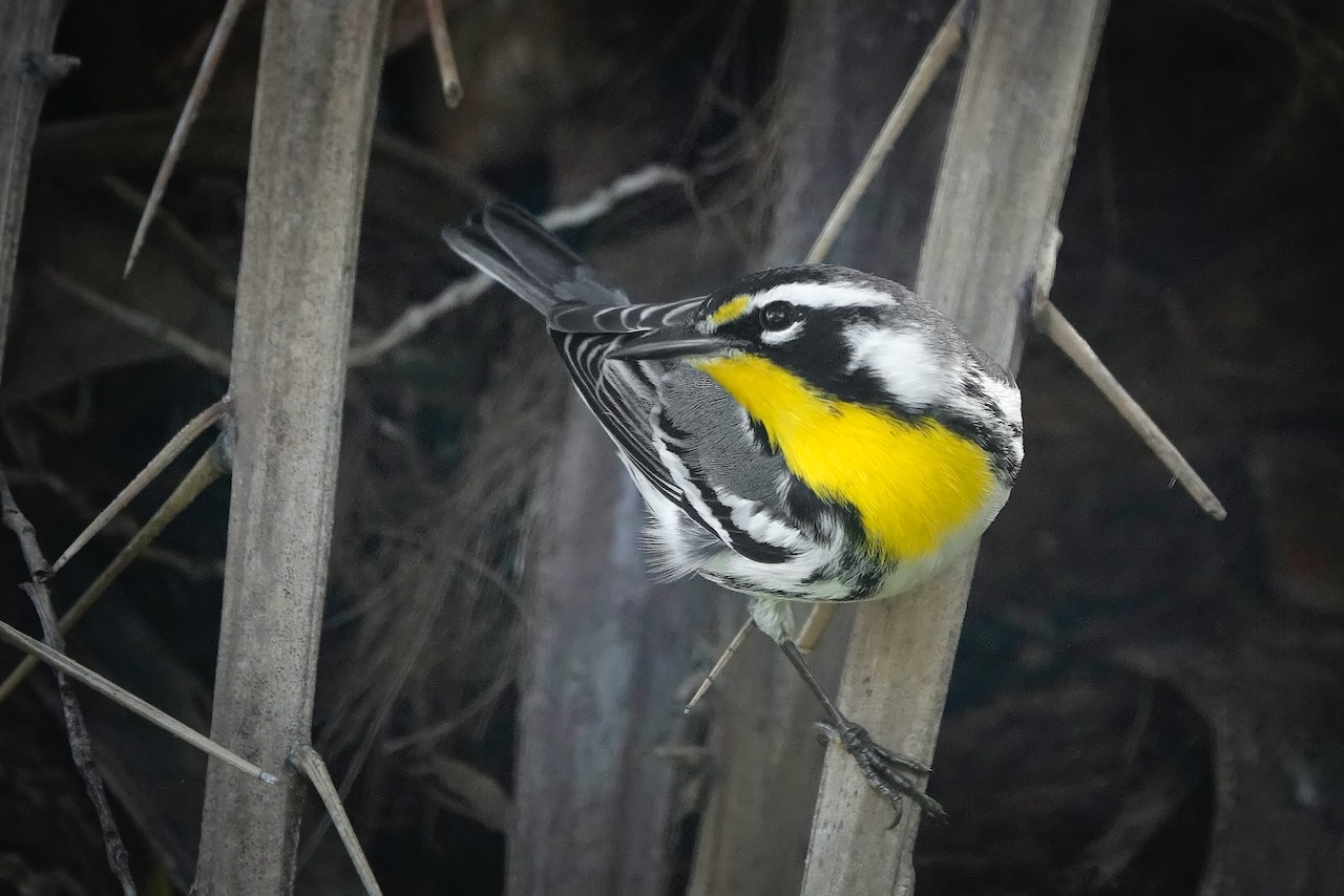 Photo by Dave Cottrill