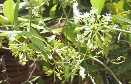 Greenbrier, Catbrier--Smilax auriculata