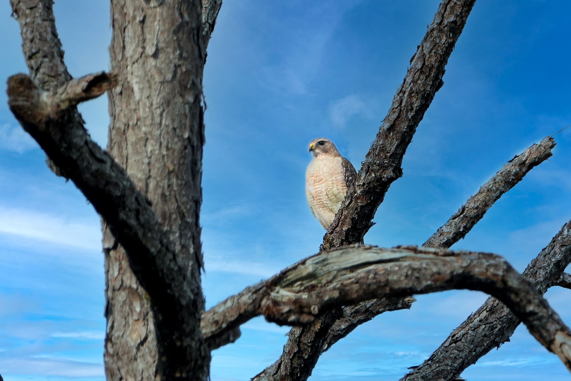 Red Shouldered Hawk, Photo by Dave Cottrill