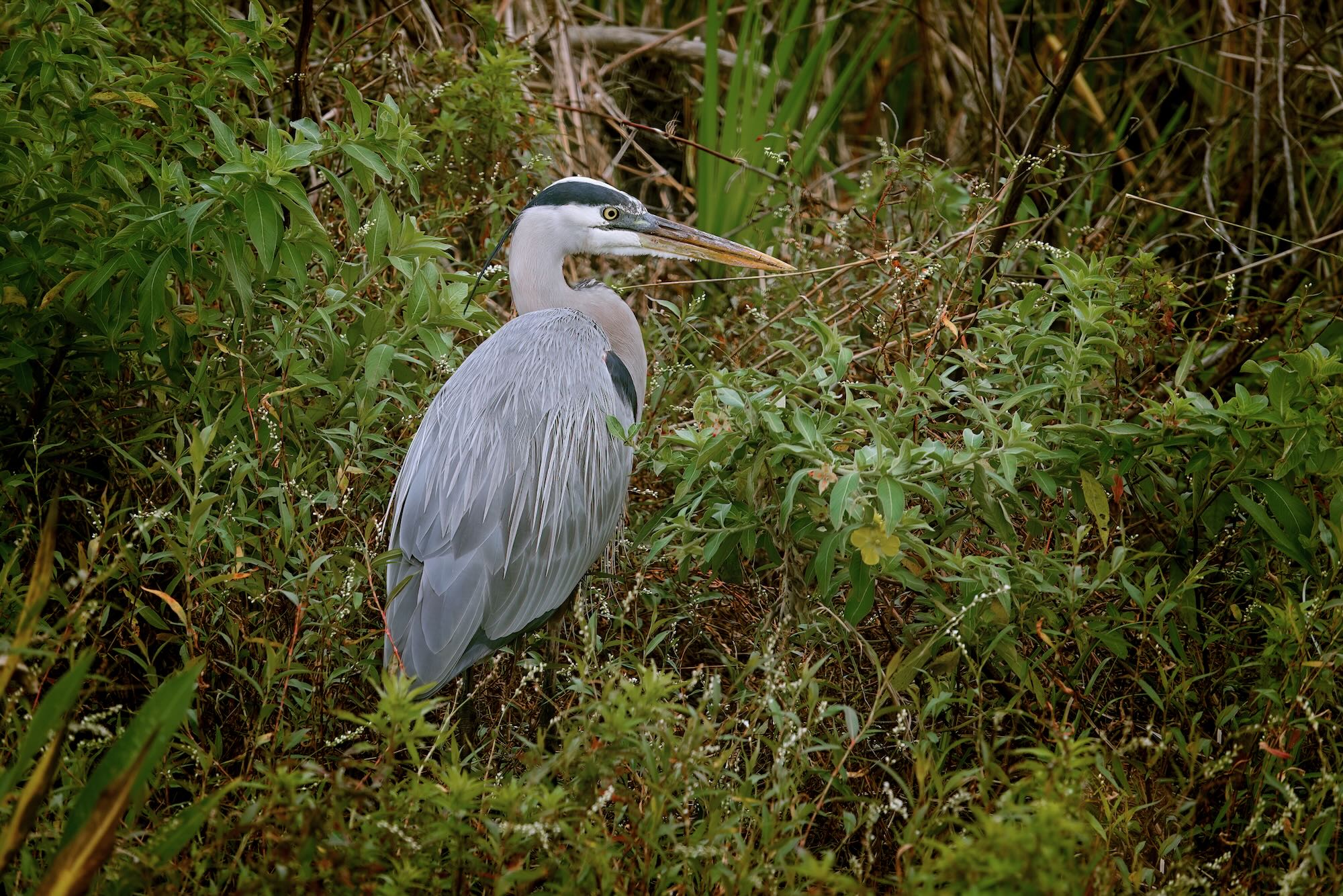 Great Blue Heron, Photo by Dave Cottrill