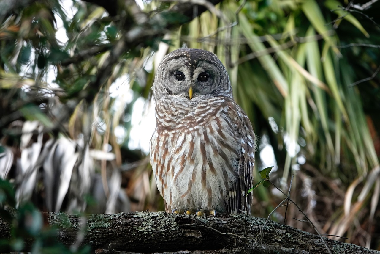 Photo by Dave Cottrill