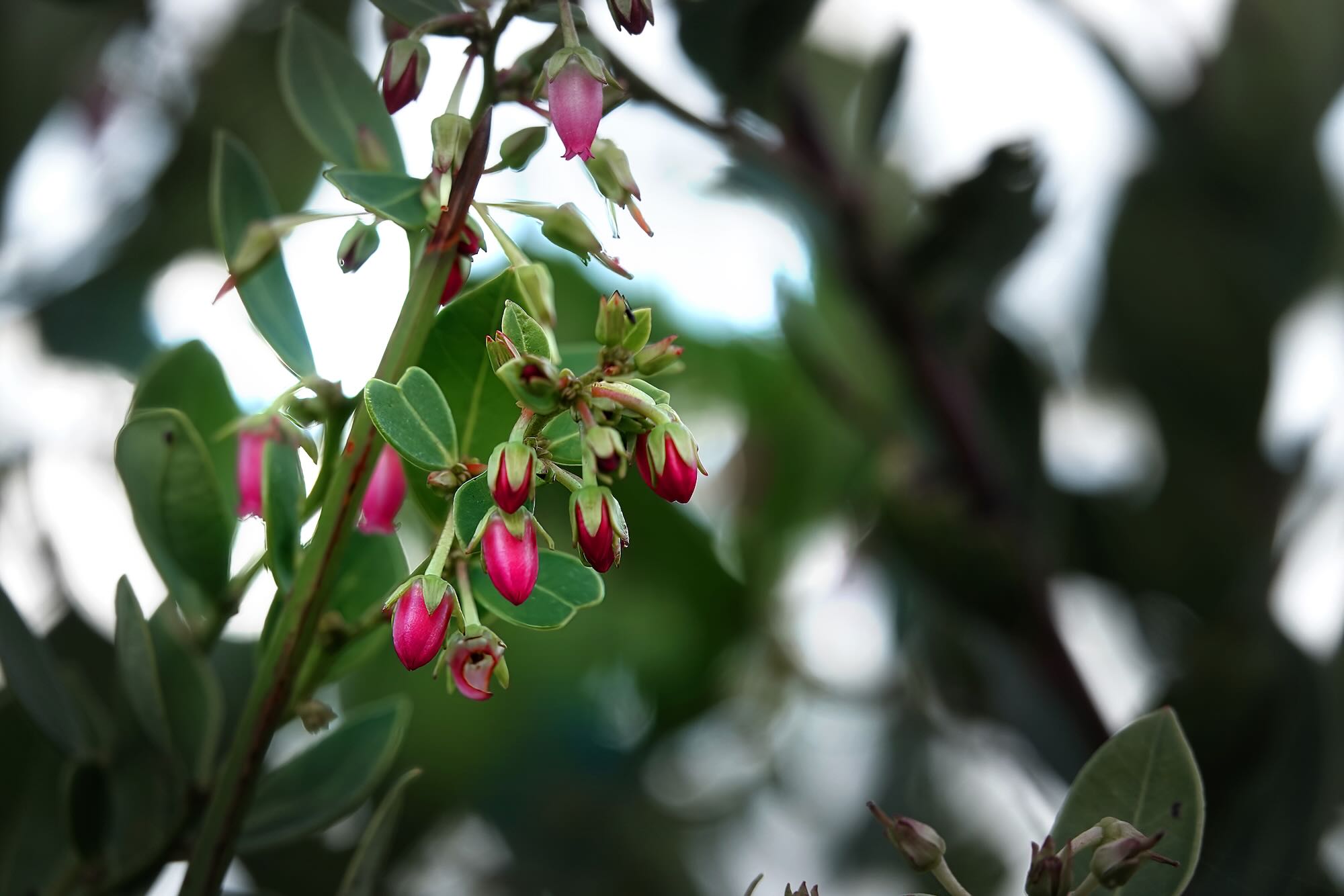 Lyonia, Photo by Dave Cottrill