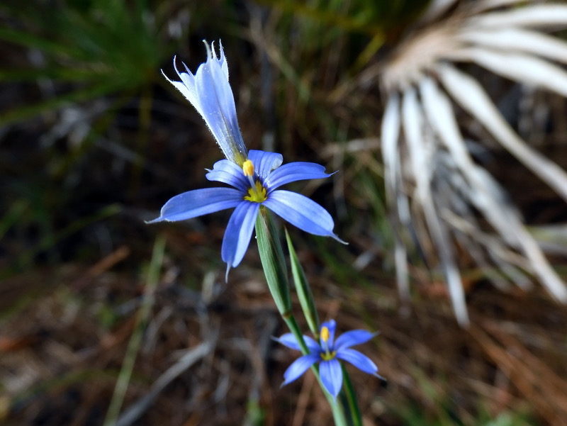 blue-eyed grass