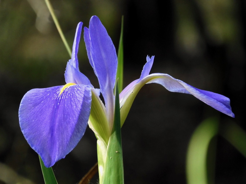 blue flag iris