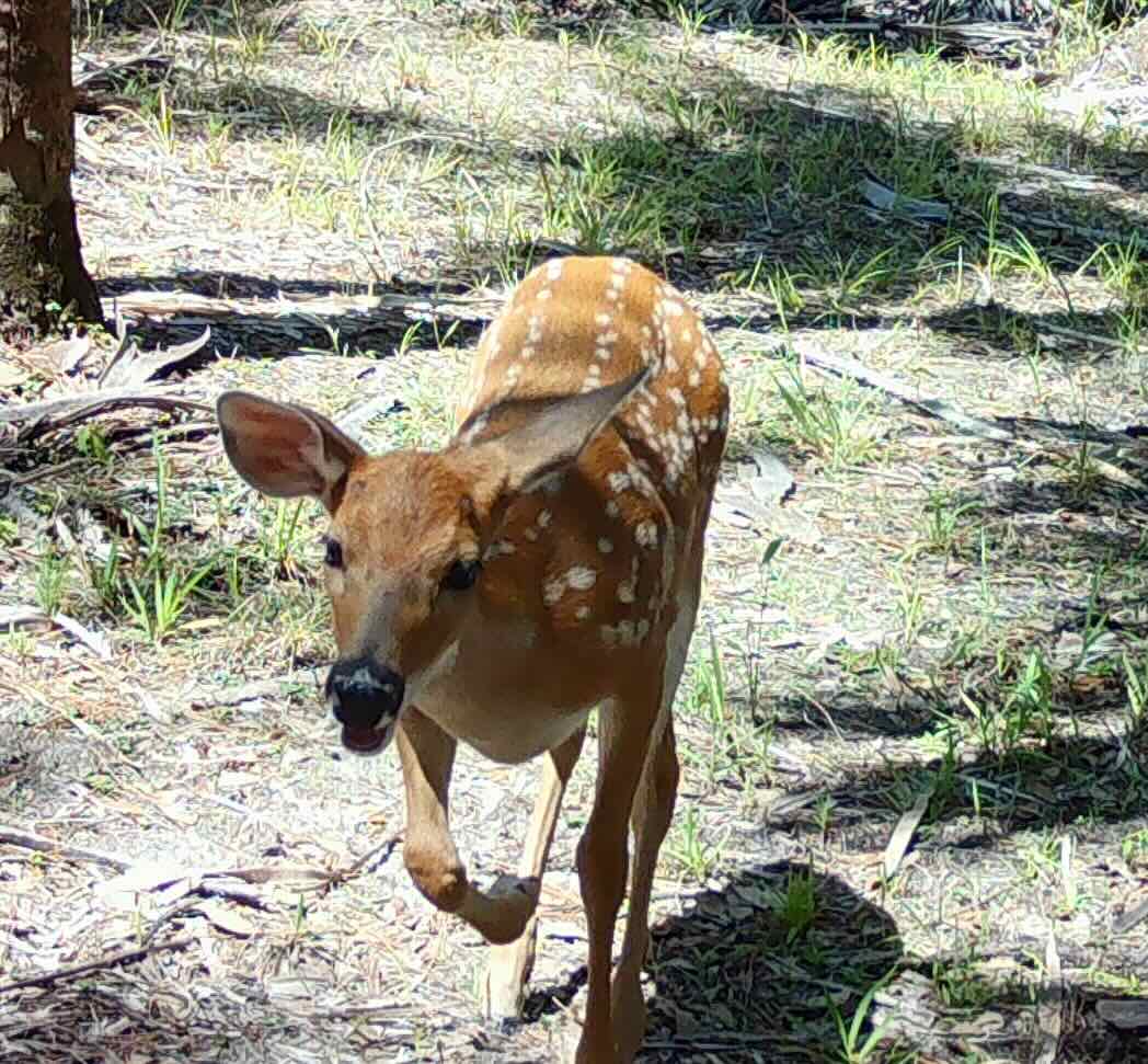 Doe in Trail Camera purchased and maintained by FCR 