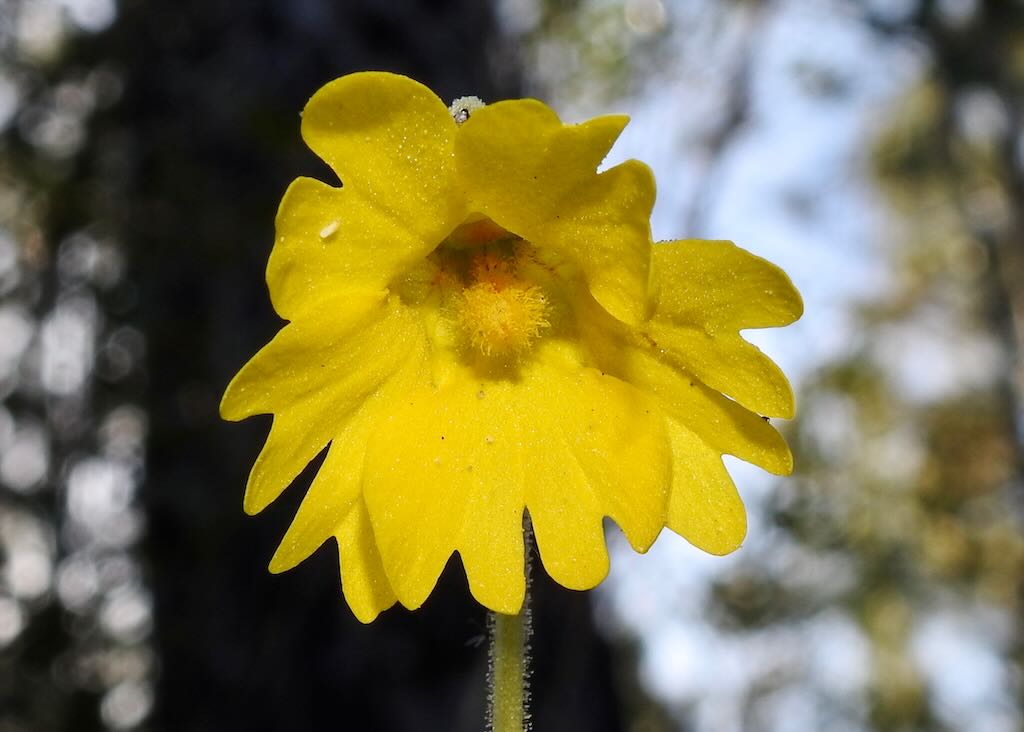 Yellow Butterwort---Pinguicula lutea