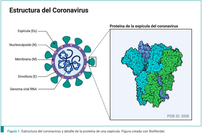 Similitudes y diferencias entre la vacuna de Pfizer y Moderna para Covid-19