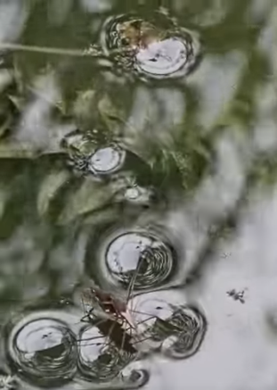 Zapatero de Agua (Gerridae)