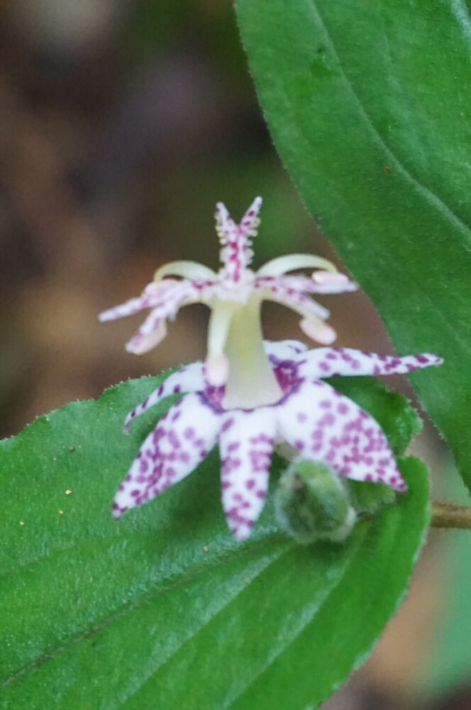 花のいざない（誘い）・・ - 広島道前会
