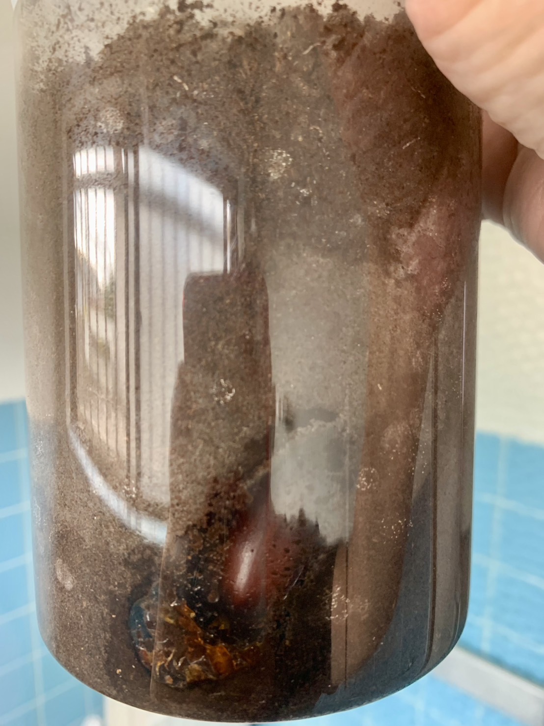 【カブトムシの羽化】