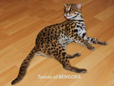 Gatto Leopardo Asiatico