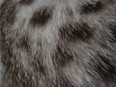 Fuzzy / mimetismo