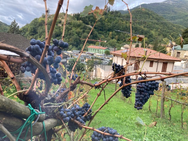 Vino Pecorino Rosso