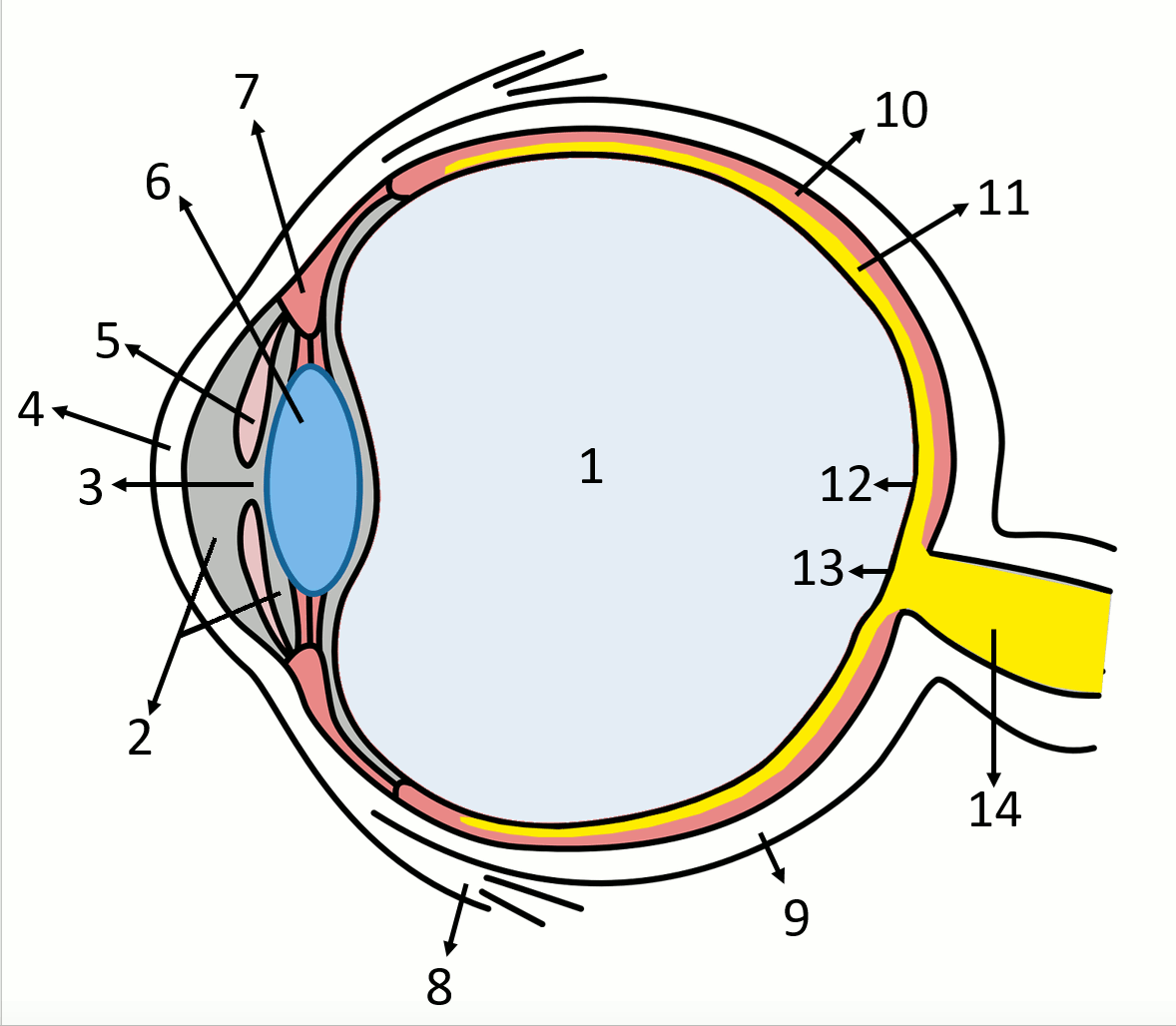 4. Sinne, Nerven, Hormone - Biologie-Unterricht im digitalen Zeitalter