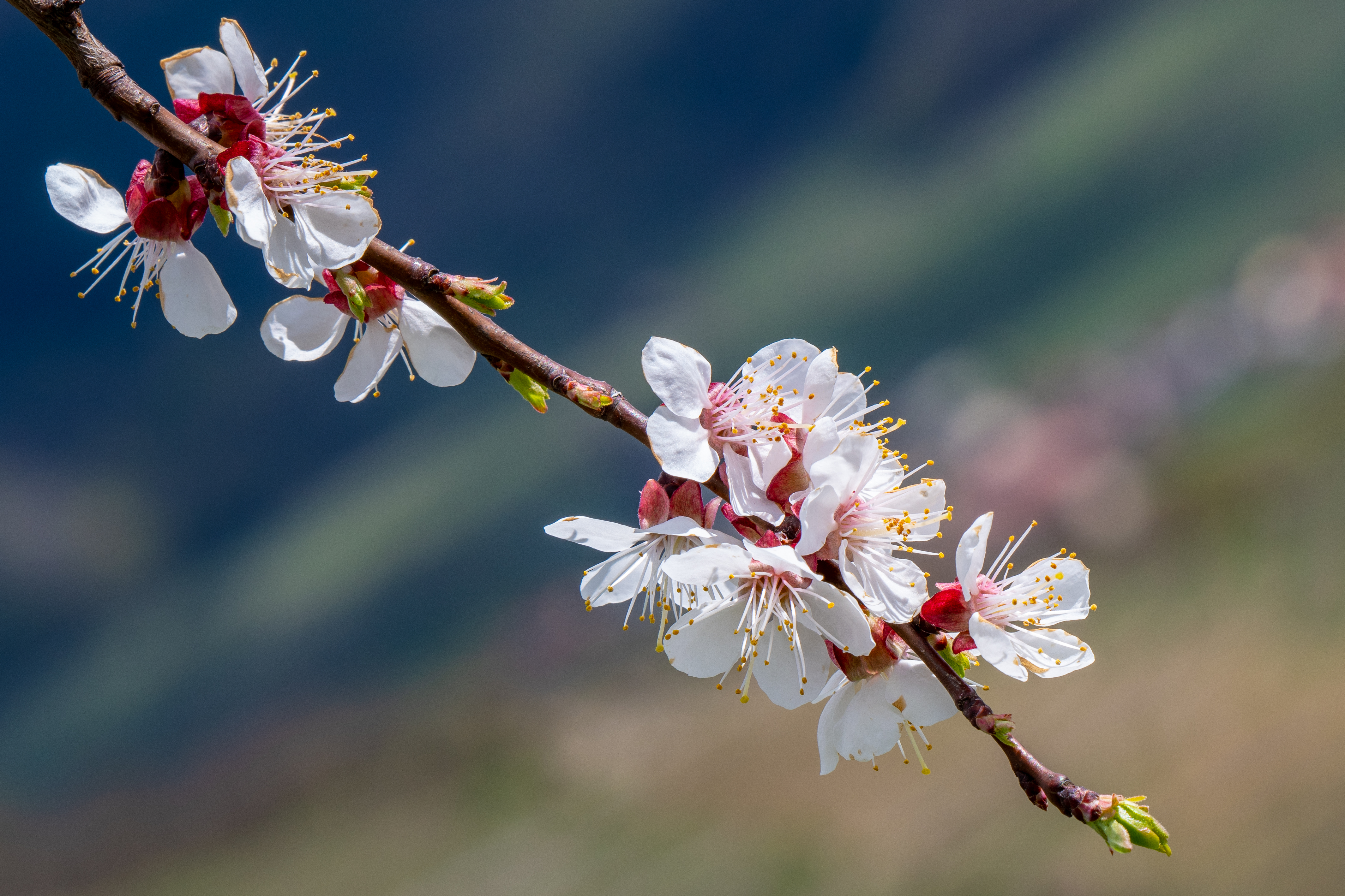 Copyright Schloss-konzerte.at (c) Schloss-konzerte.at