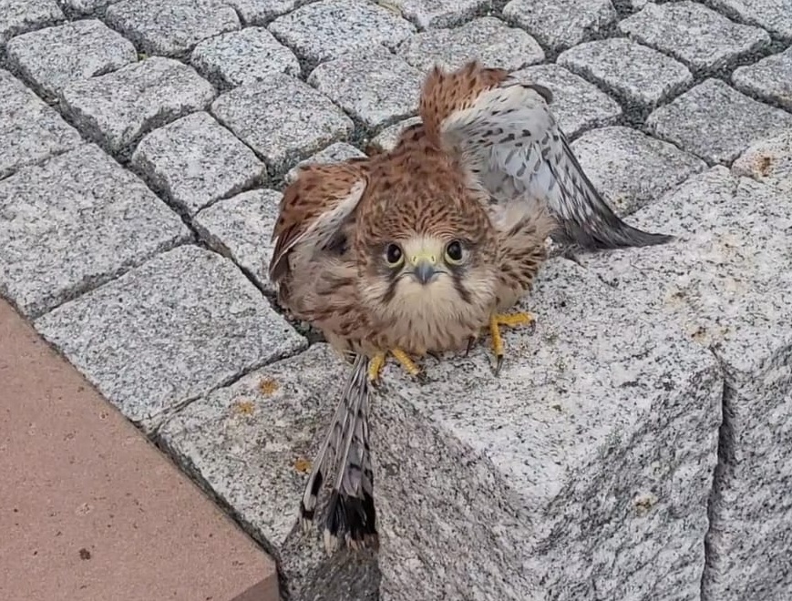 Bruchlandung eines jungen Turmfalken an der Kirche in Dillheim