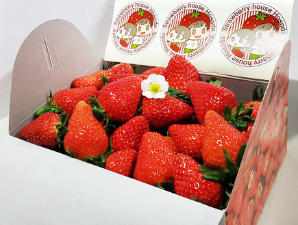イチゴ直売 埼玉県さいたま市でイチゴ狩りをするなら Strawberry House Hosoda 埼玉県さいたま市でイチゴ狩り Strawberry House Hosoda イチゴ直売 埼玉県さいたま市でイチゴ狩りをするなら Strawberry House Hosoda 埼玉県さいたま市でイチゴ狩り Strawberry House Hosoda