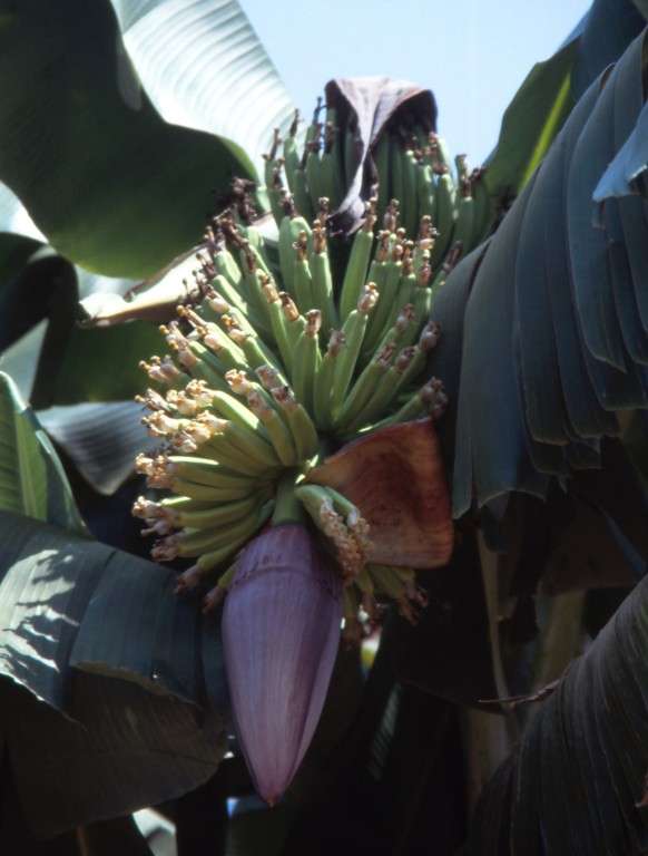 BANANEN-PLANTAGE AN DER MITTELMEERKÜSTE