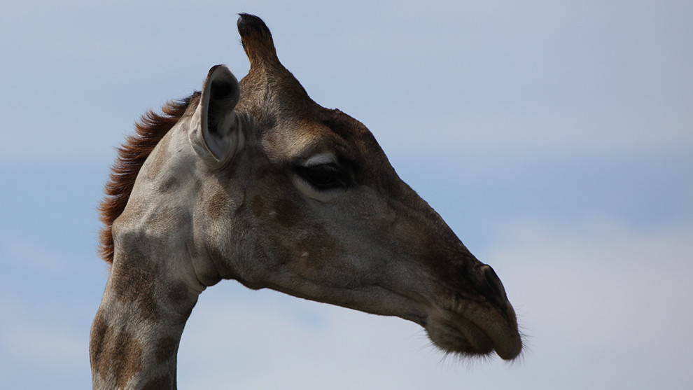 Giraffe, Etosha, Namibia